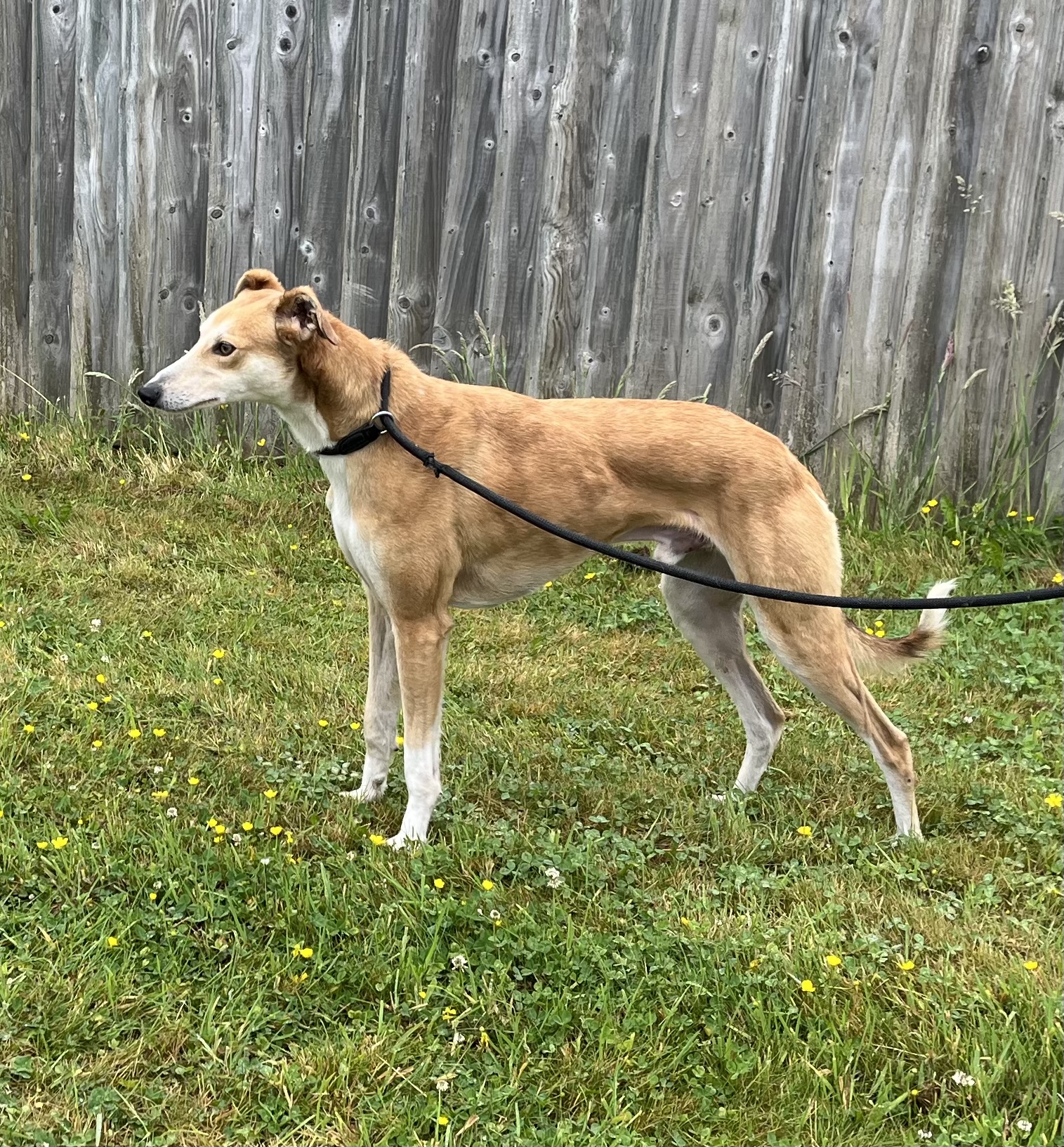 Diego