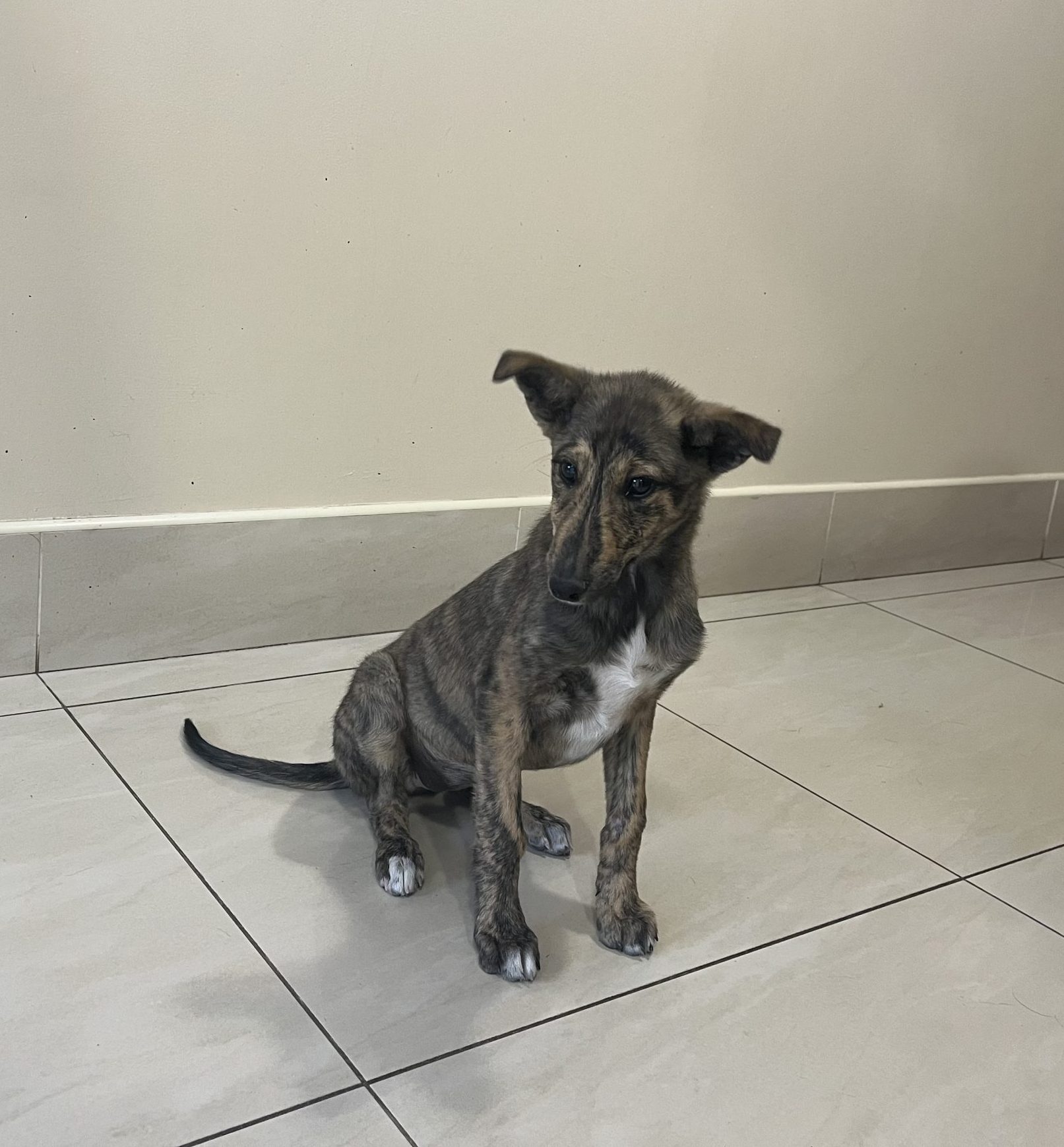 Sage REHOMED