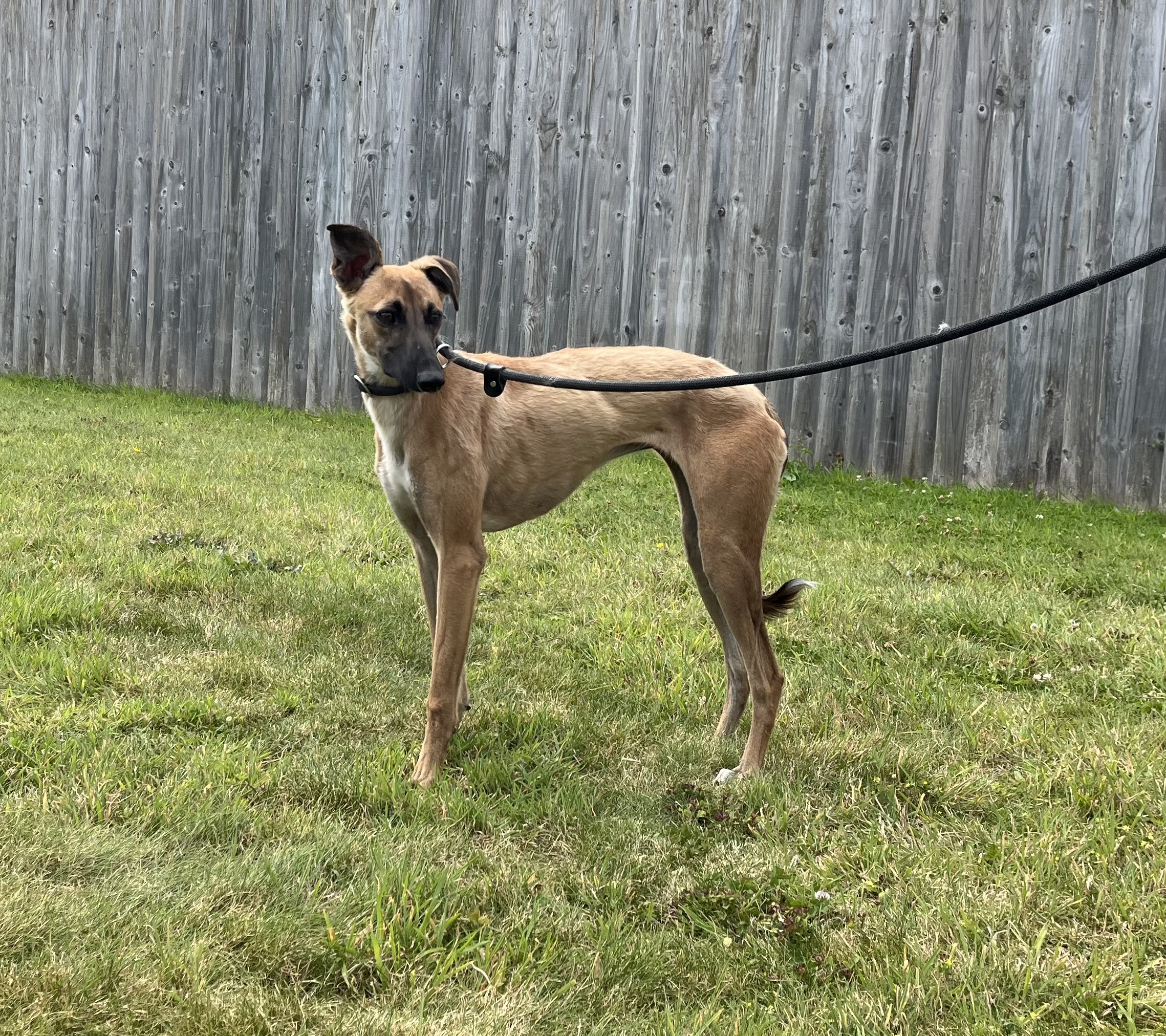 Hazel