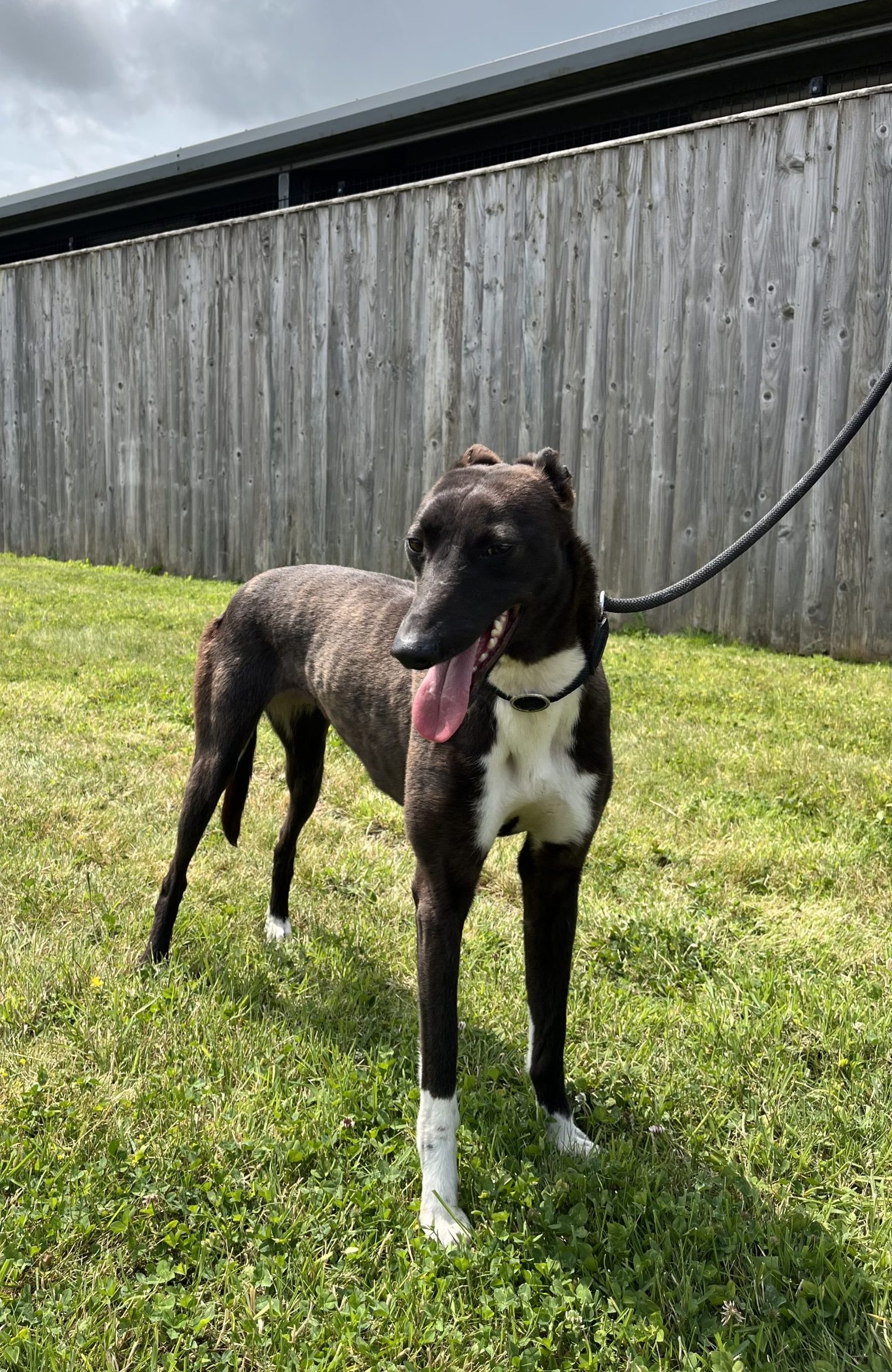 Darlene – REHOMED