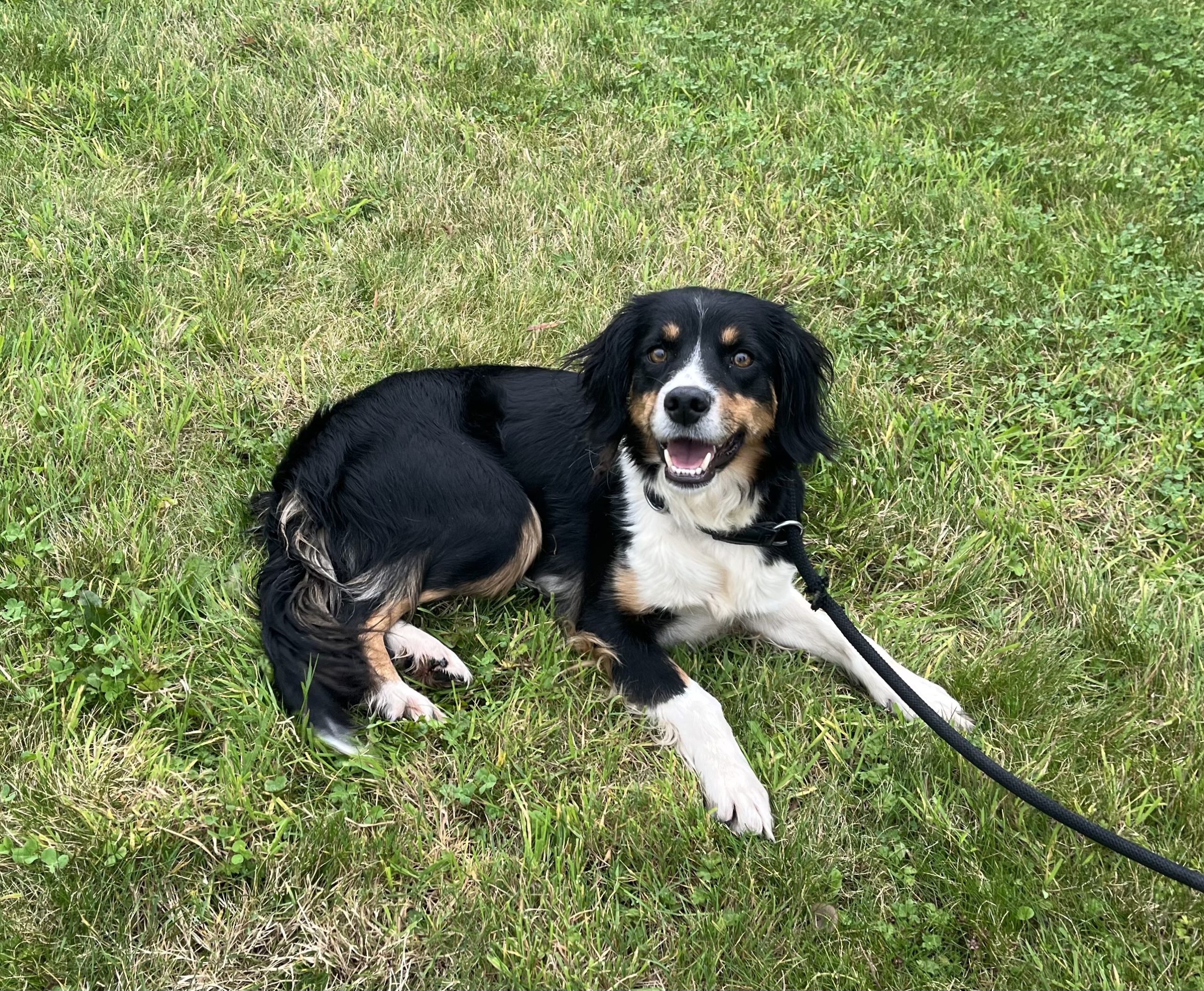 Jessie – Rehomed