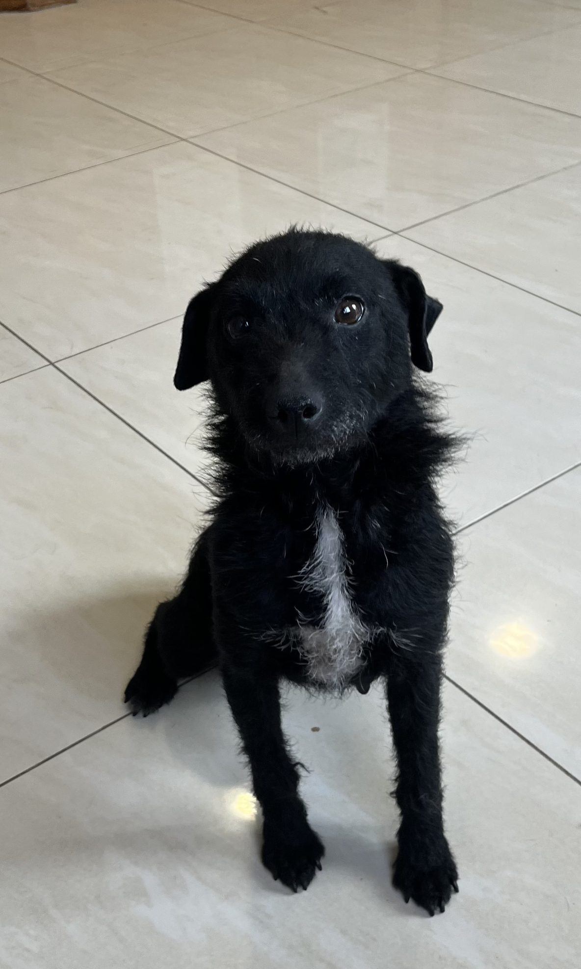 Kira- REHOMED