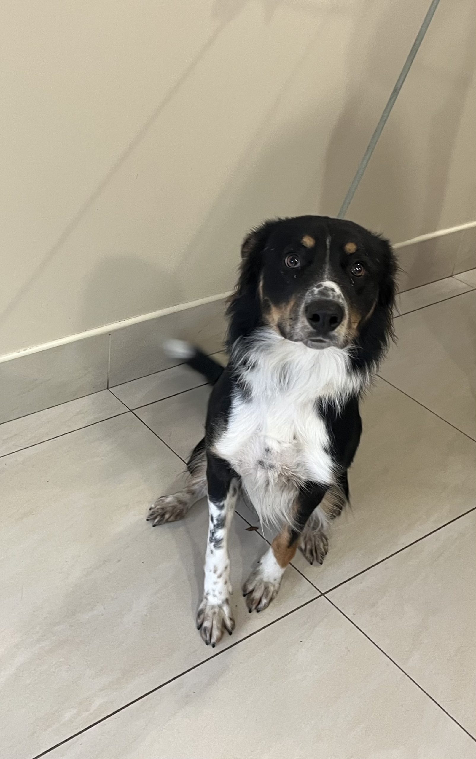 Koda