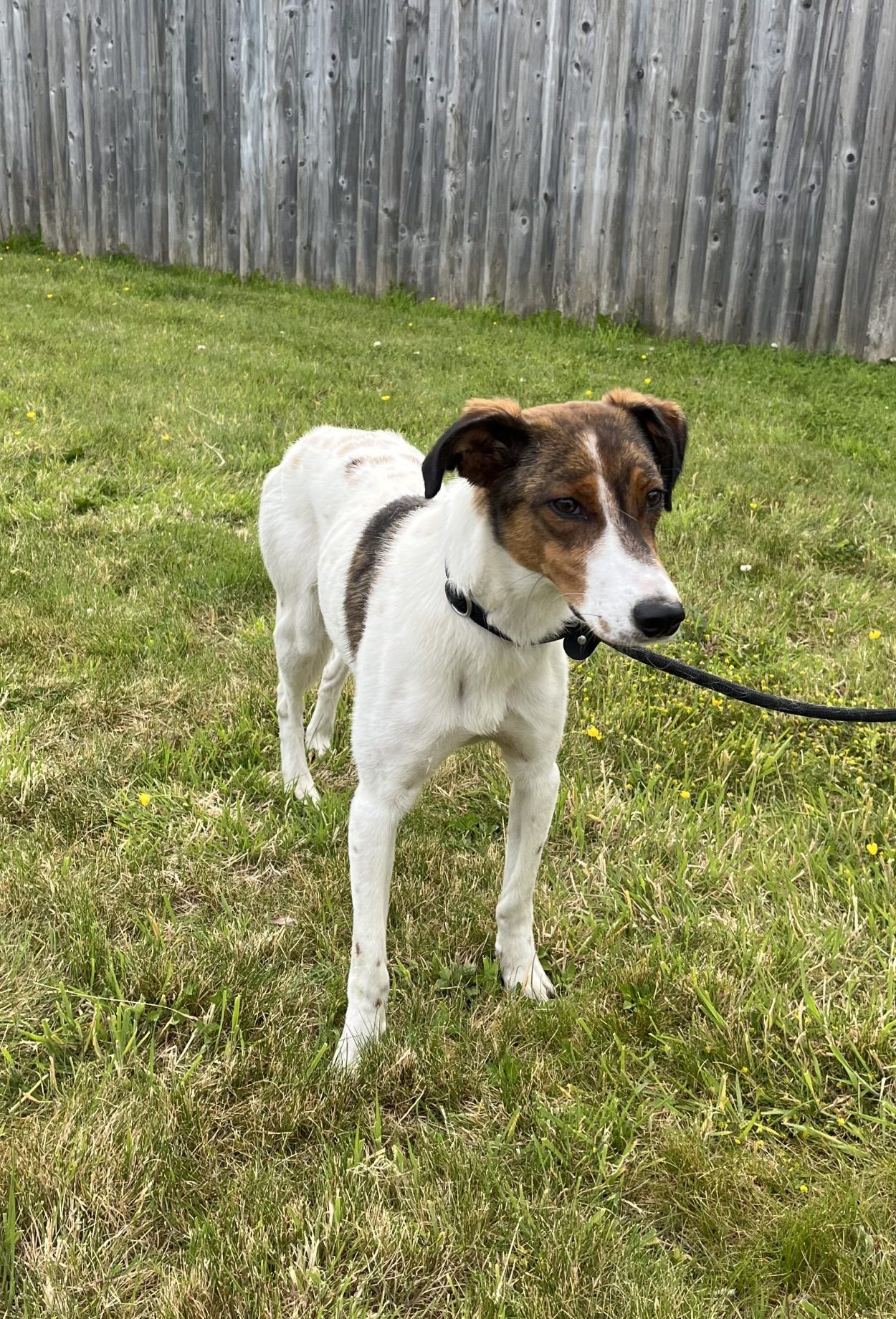 Pippa REHOMED