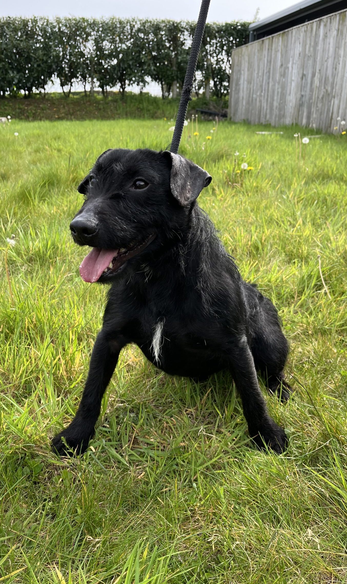 Toby REHOMED