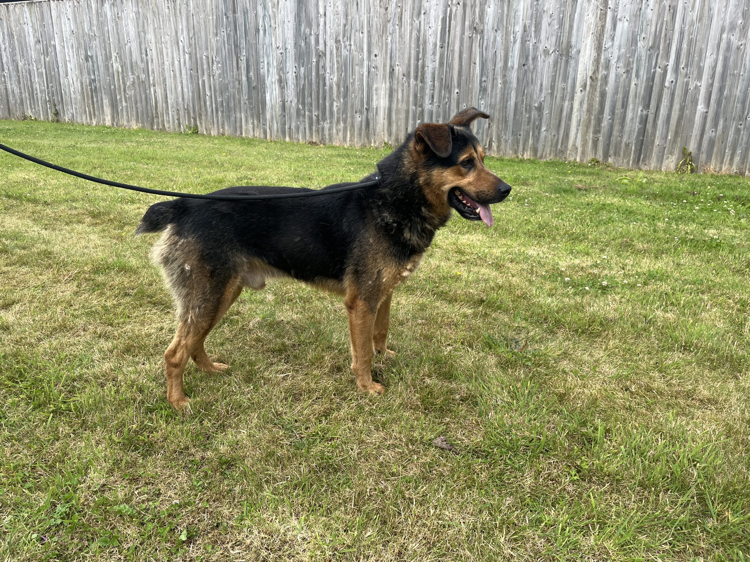 Tyson